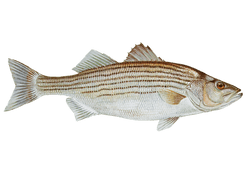 Striped Bass