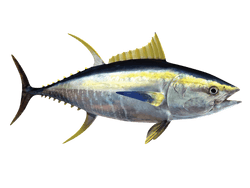 Yellowfin Tuna